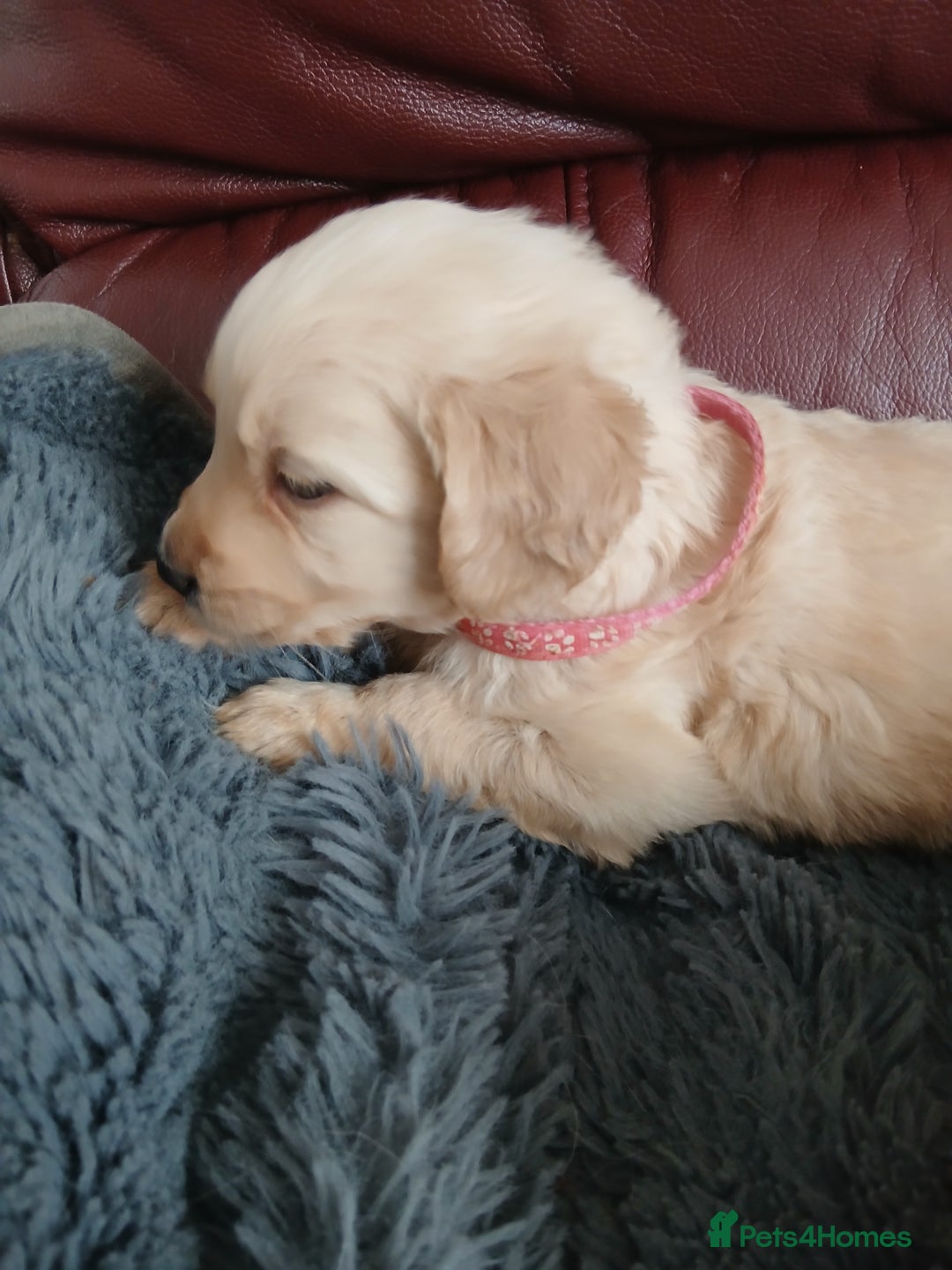 Golden Retriever dogs for sale: Cream golden retriver for sale ONLY 2 Available  - Image 8
