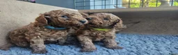 Toy Poodle dogs for sale: Stunning  Red Toy Poodle Pups  in Canterbury - Advert 8