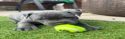 Staffordshire Bull Terrier dogs for sale: Staffordshire bull terrier puppies boy/girl  - Advert 14