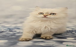British Longhair cats for sale: Excellent Scottish straight Highland Kittens - Image 7