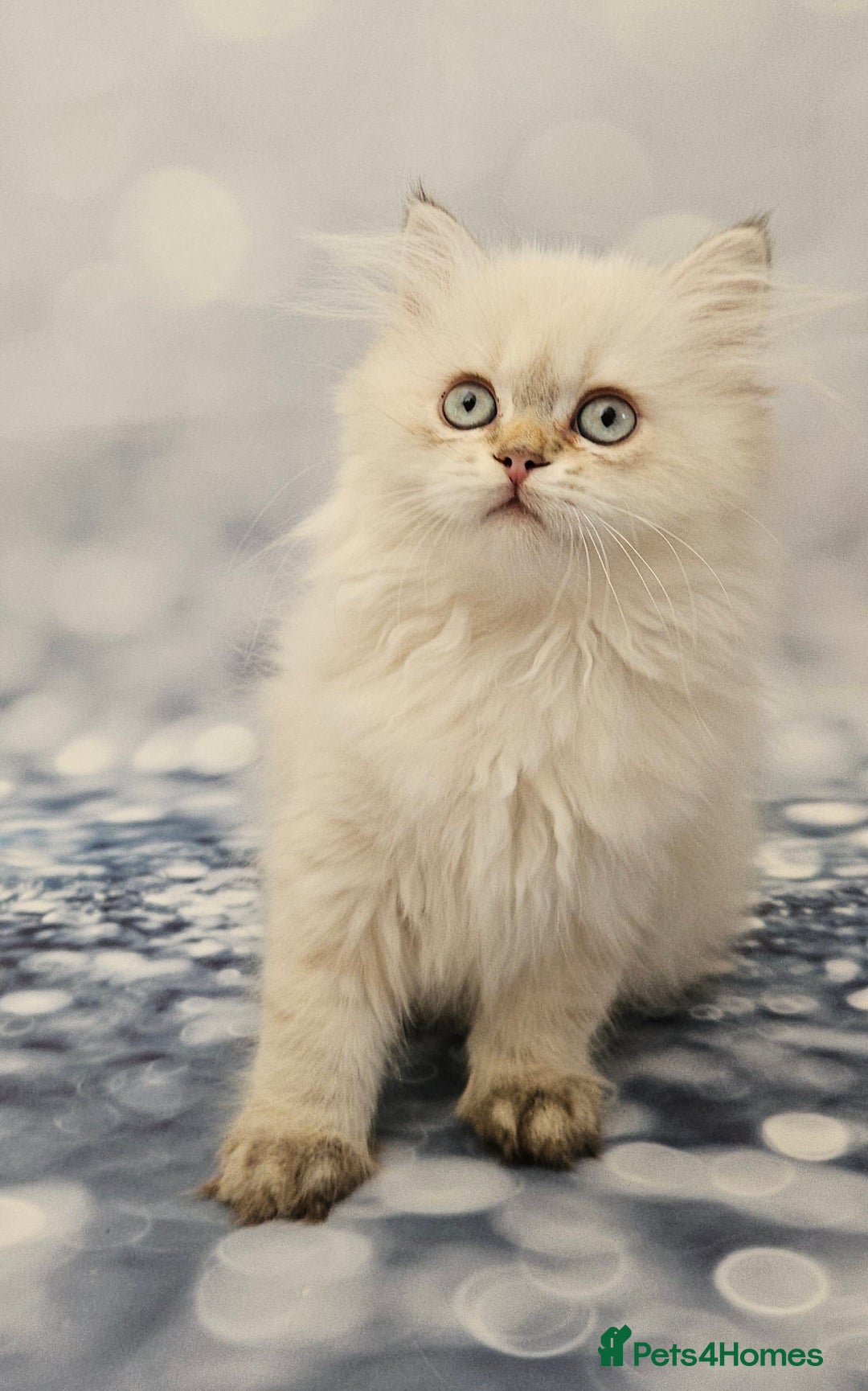 British Longhair cats for sale: Excellent Scottish straight Highland Kittens - Image 7