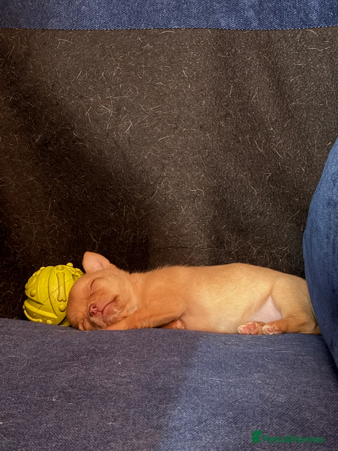 Chihuahua dogs for sale: Female Chihuahua READY NOW - Advert 5