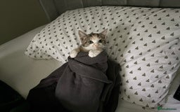 Mixed Breed cats for sale: 3 cute kittens ready for new home - Image 6