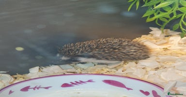 Pygmy Hedgehog rodents Unusual markings beautiful hoglets - Advert 3