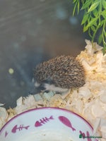 Pygmy Hedgehog rodents Unusual markings beautiful hoglets - Advert 3