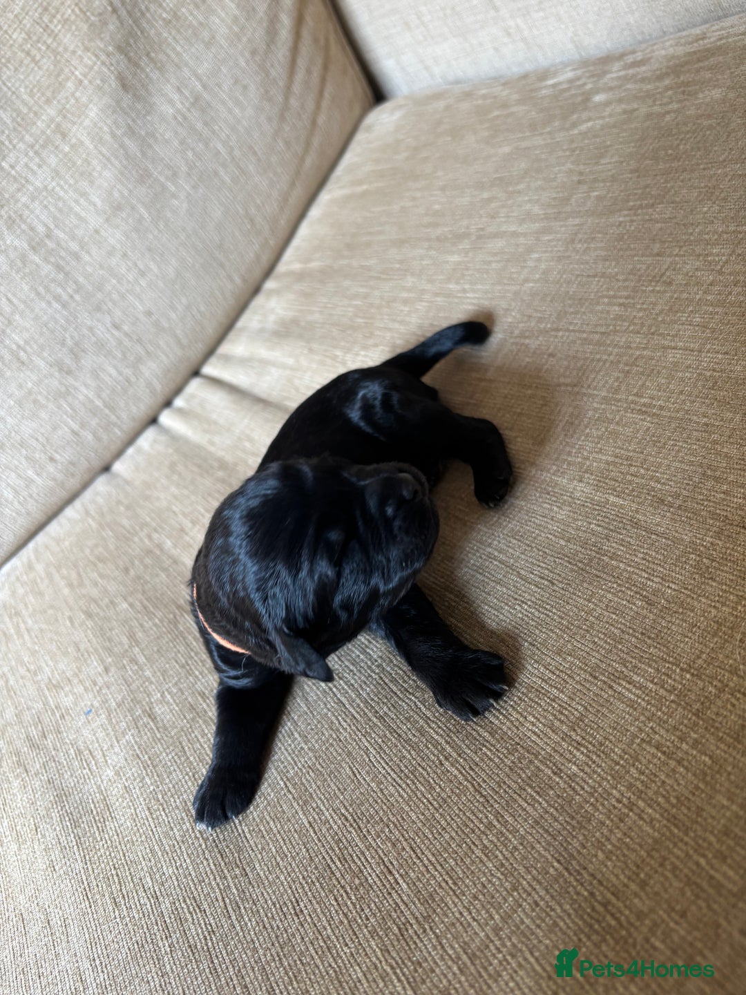Goldendoodle dogs for sale: 12 Stunning Goldendoodles - Image 29