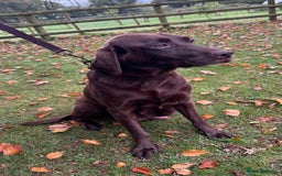 Labrador Retriever dogs for sale: Outstanding Quality Chocolate Labrador Puppies - Image 31
