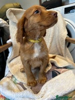 Cocker Spaniel dogs Extensively Health Tested KC Cocker Spaniels - Advert 3