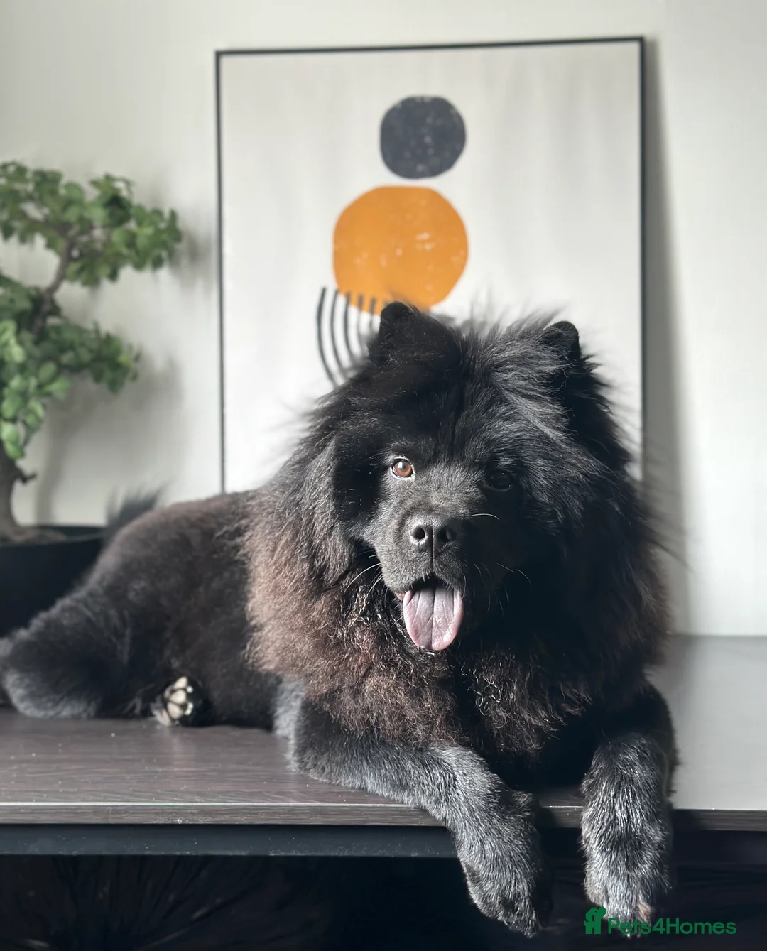 Chow Chow dogs for sale: 🐾 Male Chow Chow Puppy for Sale 🐾 - Advert 2