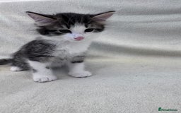 Mixed Breed cats for sale: Cute kittens looking for nice home  - Image 5