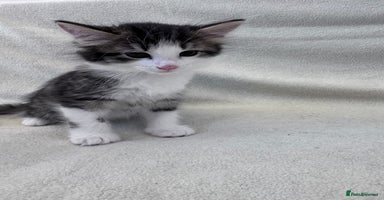 Mixed Breed cats - Advert 7