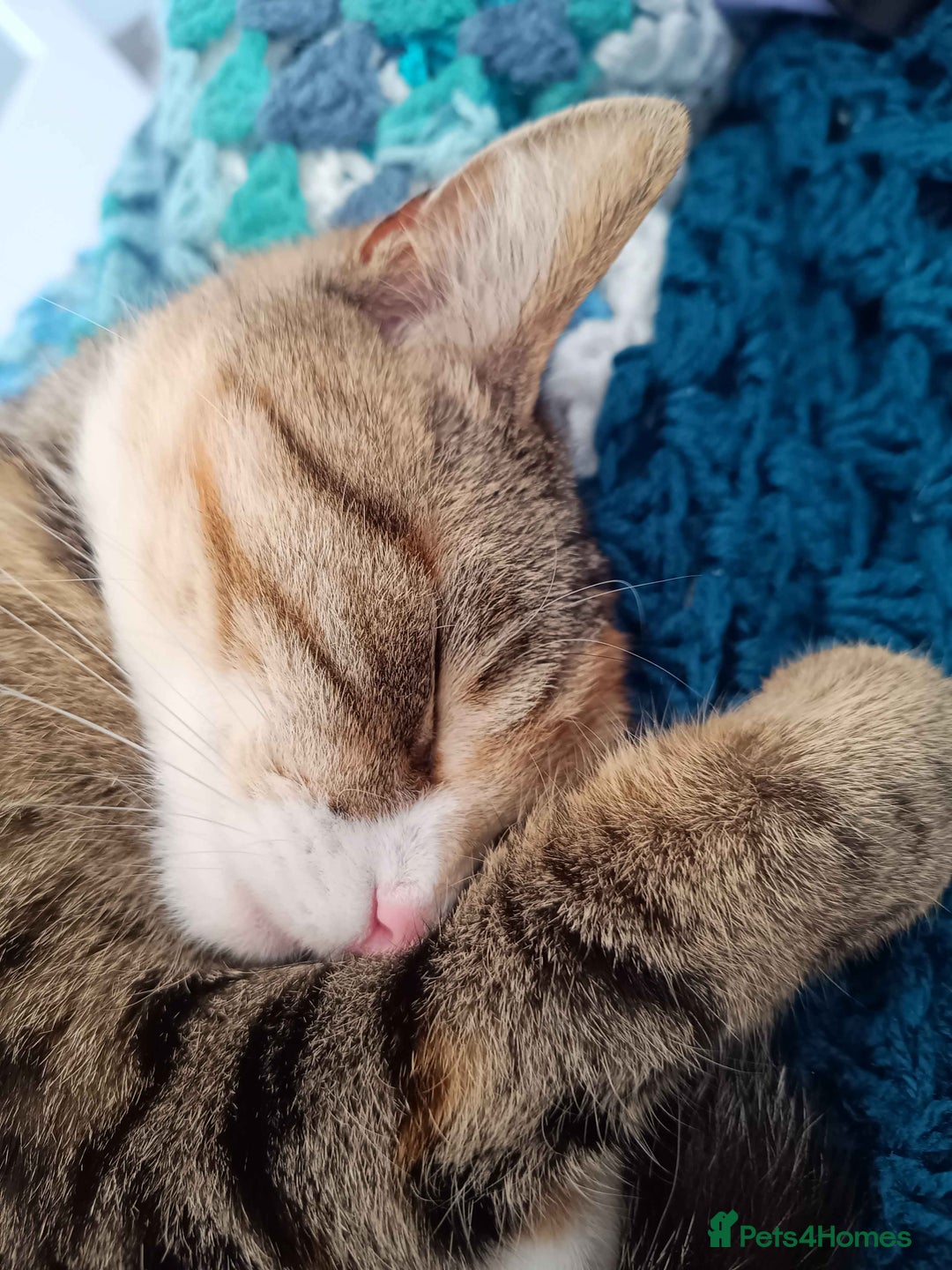 Bengal cats for sale: Bengal Stud & Tortie Queen for sale - Image 9