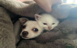 Chihuahua dogs for sale: ben🤍🤍 - Image 5