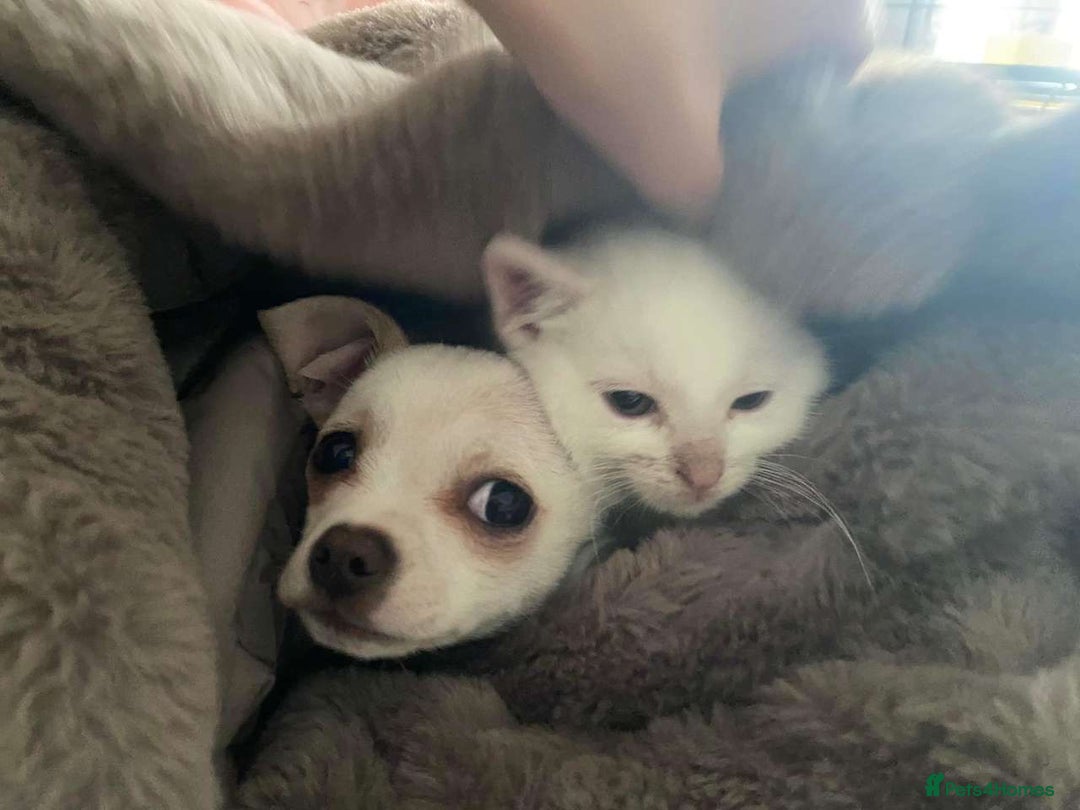 Chihuahua dogs for sale: ben🤍🤍 - Image 5