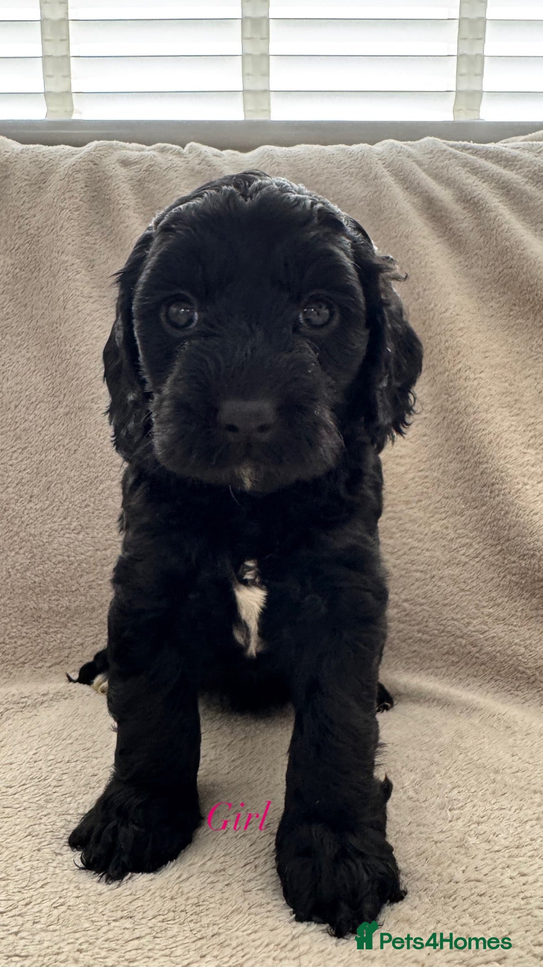 Cockapoo dogs F1 cockapoos  - Advert 1