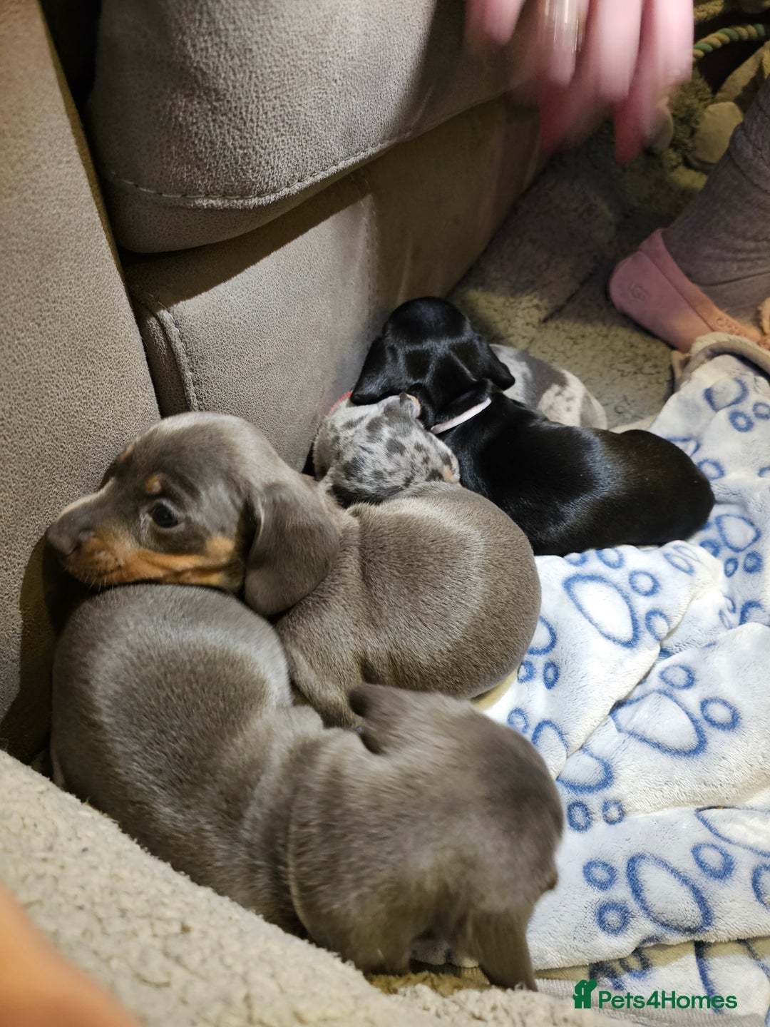 Miniature Dachshund dogs for sale: Beautiful miniature dachshund pups - Advert 17