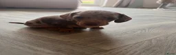 Miniature Dachshund dogs for sale: Dapple miniature dachshunds - Advert 13