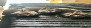 Mixed Breed Kitten 4