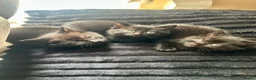 Mixed Breed cats for sale: Gorgeous kittens  - Advert 14