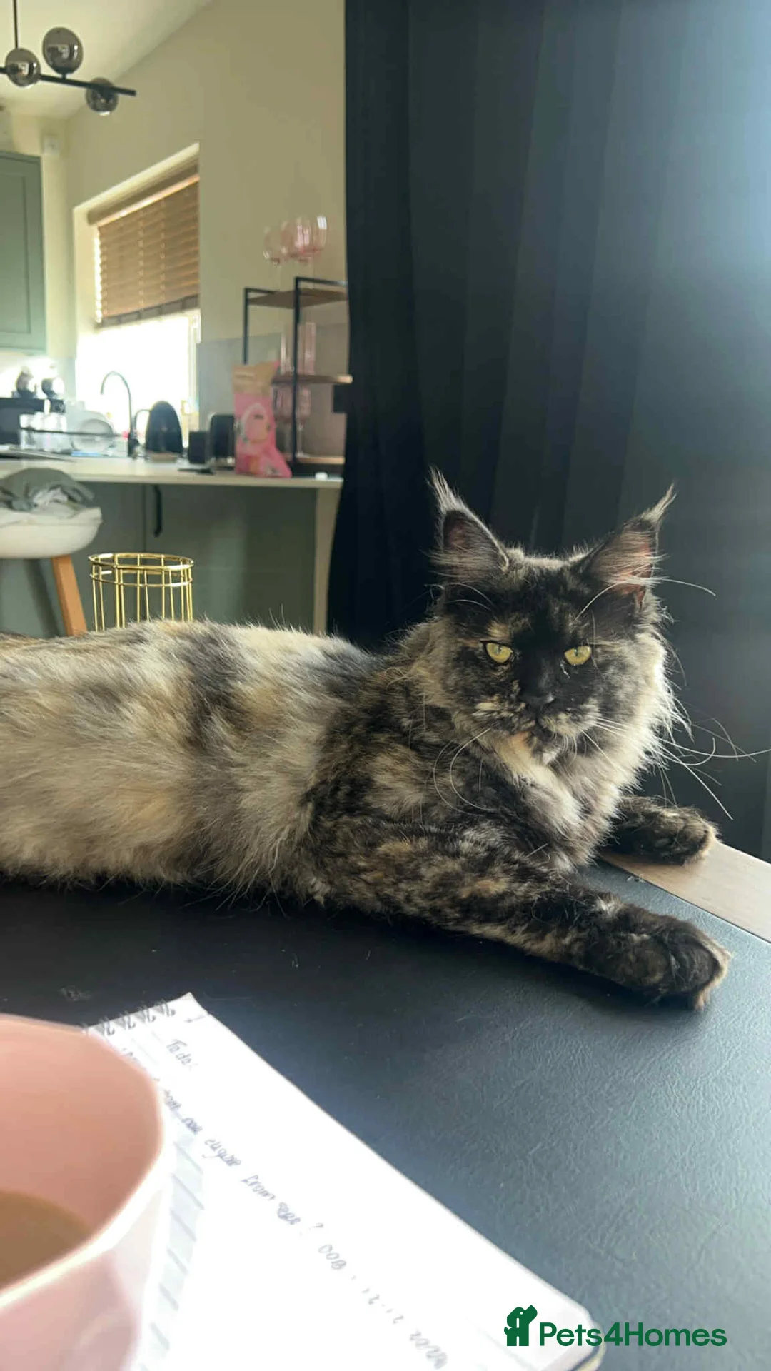 Maine Coon cats for adoption: Two Beautiful 1 year old Neutered Mainecoons  - Advert 10