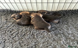 Border Terrier dogs for sale: Beautiful border terrier pups - Image 5