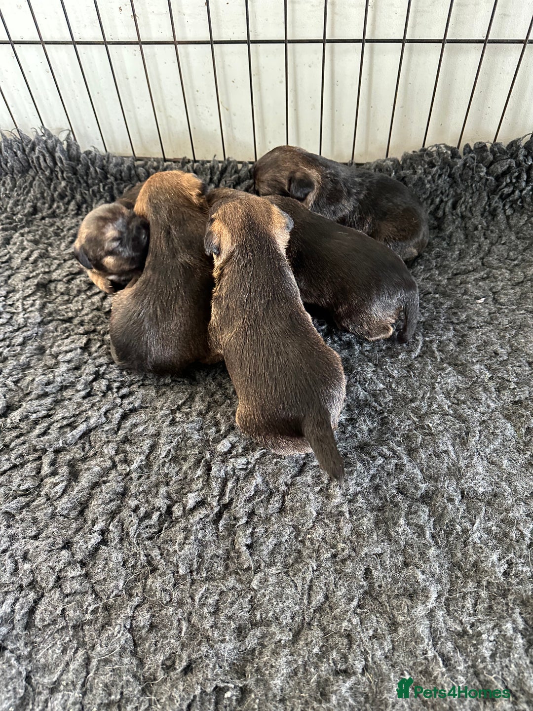 Border Terrier dogs for sale: Beautiful border terrier pups - Image 5