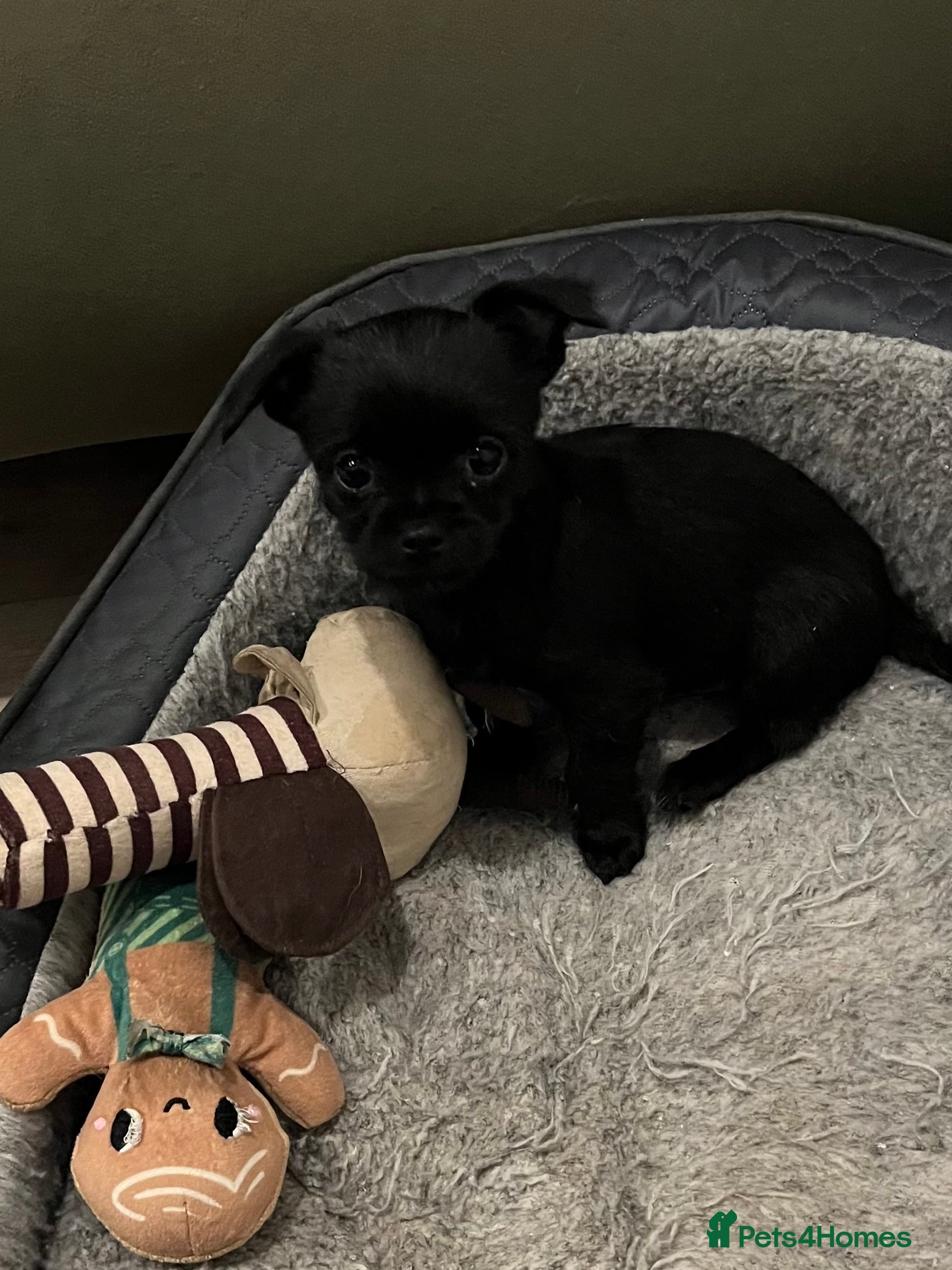 Mixed Breed dogs Malchi pups available  - Advert 14