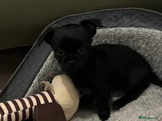 Mixed Breed dogs Malchi pups available - Advert 14