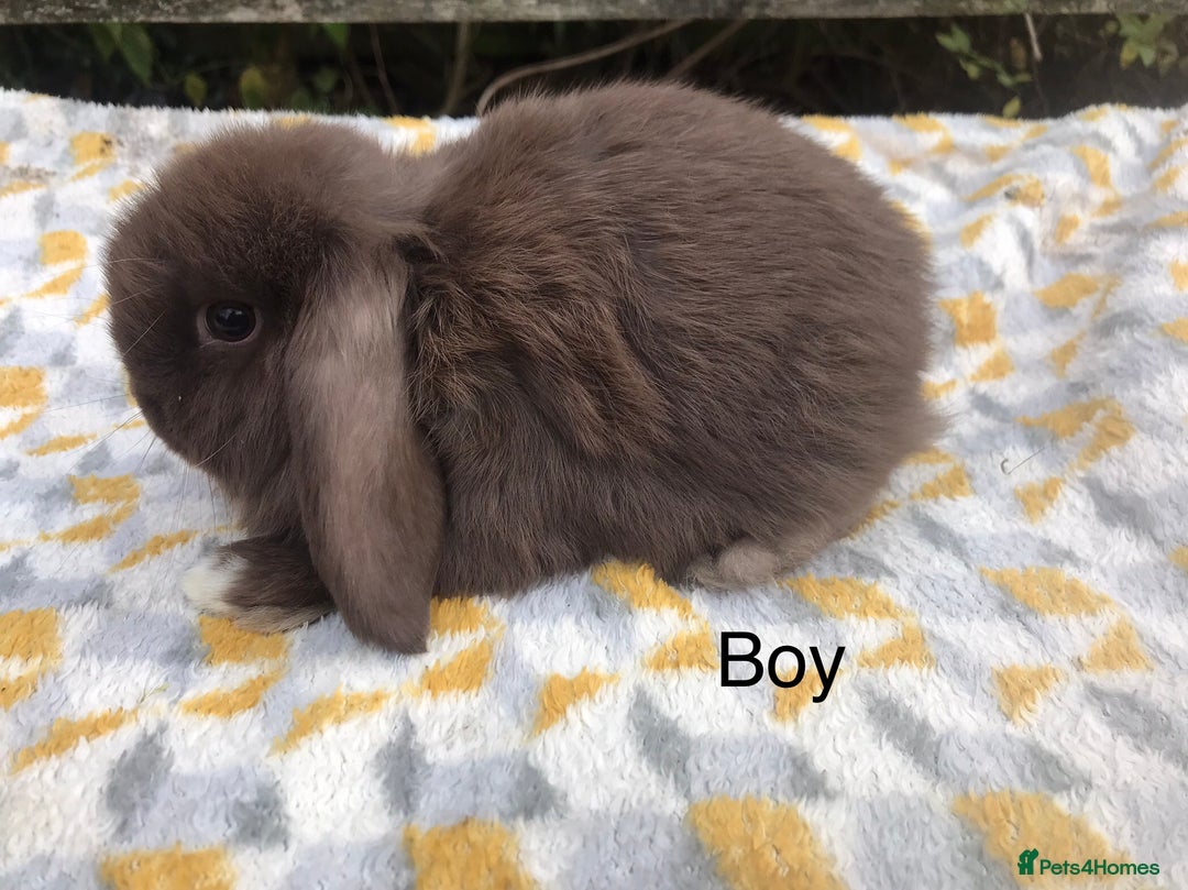 Mini Lop rabbits for sale: Beautiful mini lops  - Advert 2