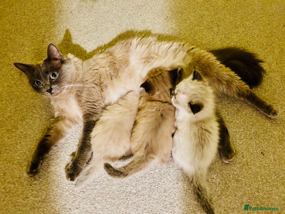 Ragdoll cats for sale: Ragdoll Kittens  - Advert 6