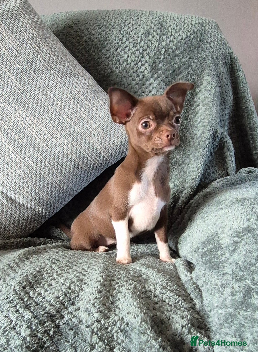 Chihuahua dogs for sale: ❤️Amazing KC Chihuahua Puppies - Image 16