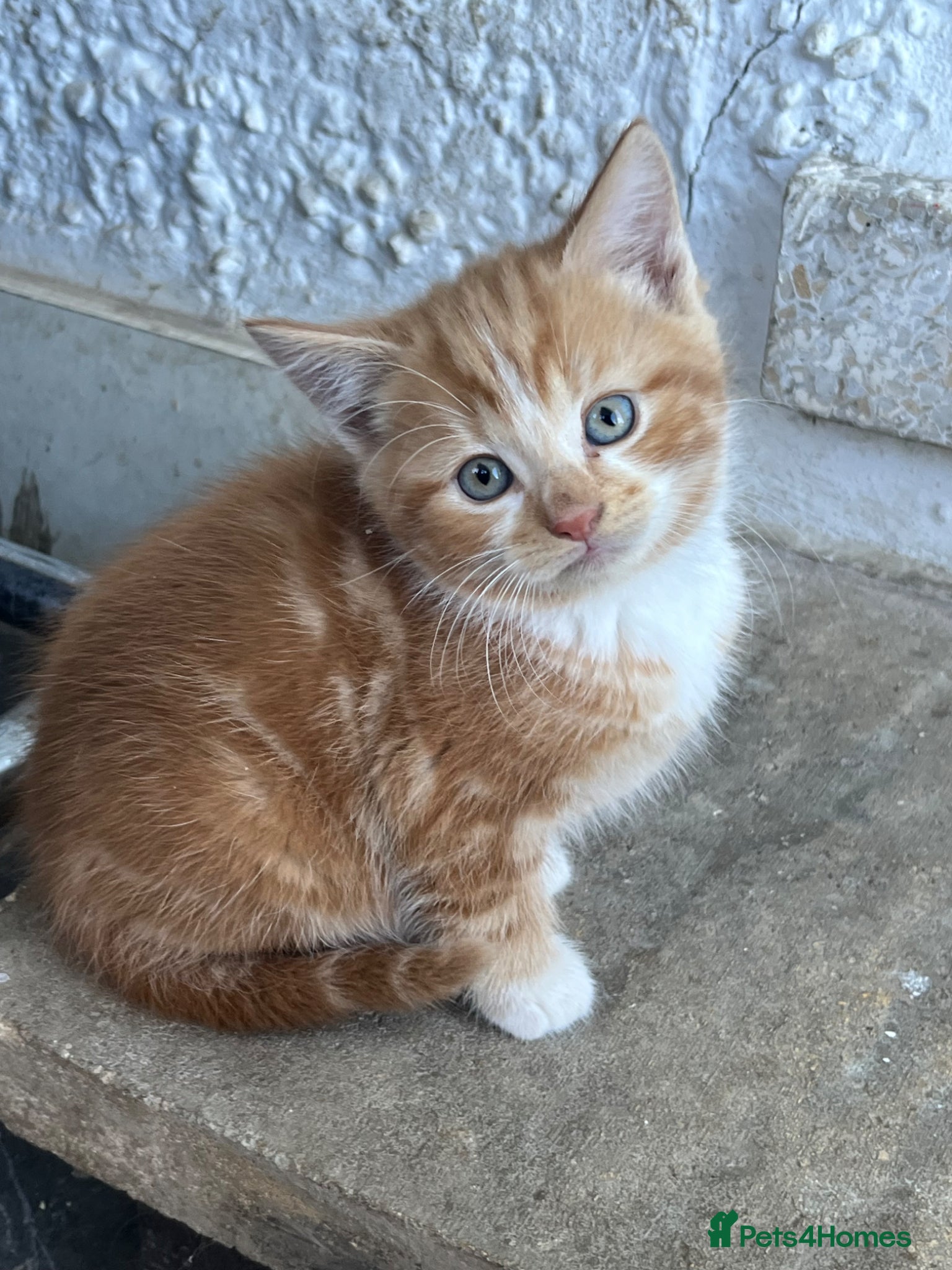 Mixed Breed cats Henry, the last stunning ginger kitten  - Advert 11
