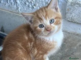 Mixed Breed cats Henry, the last stunning ginger kitten - Advert 1