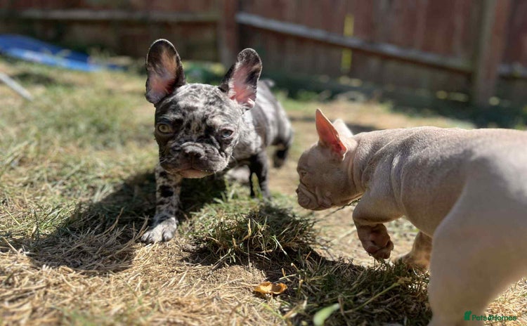 French Bulldog dogs - Advert 13