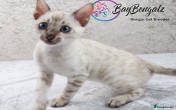 Bengal cats for sale: Champion line Superb Bengal Kittens  - Image 7