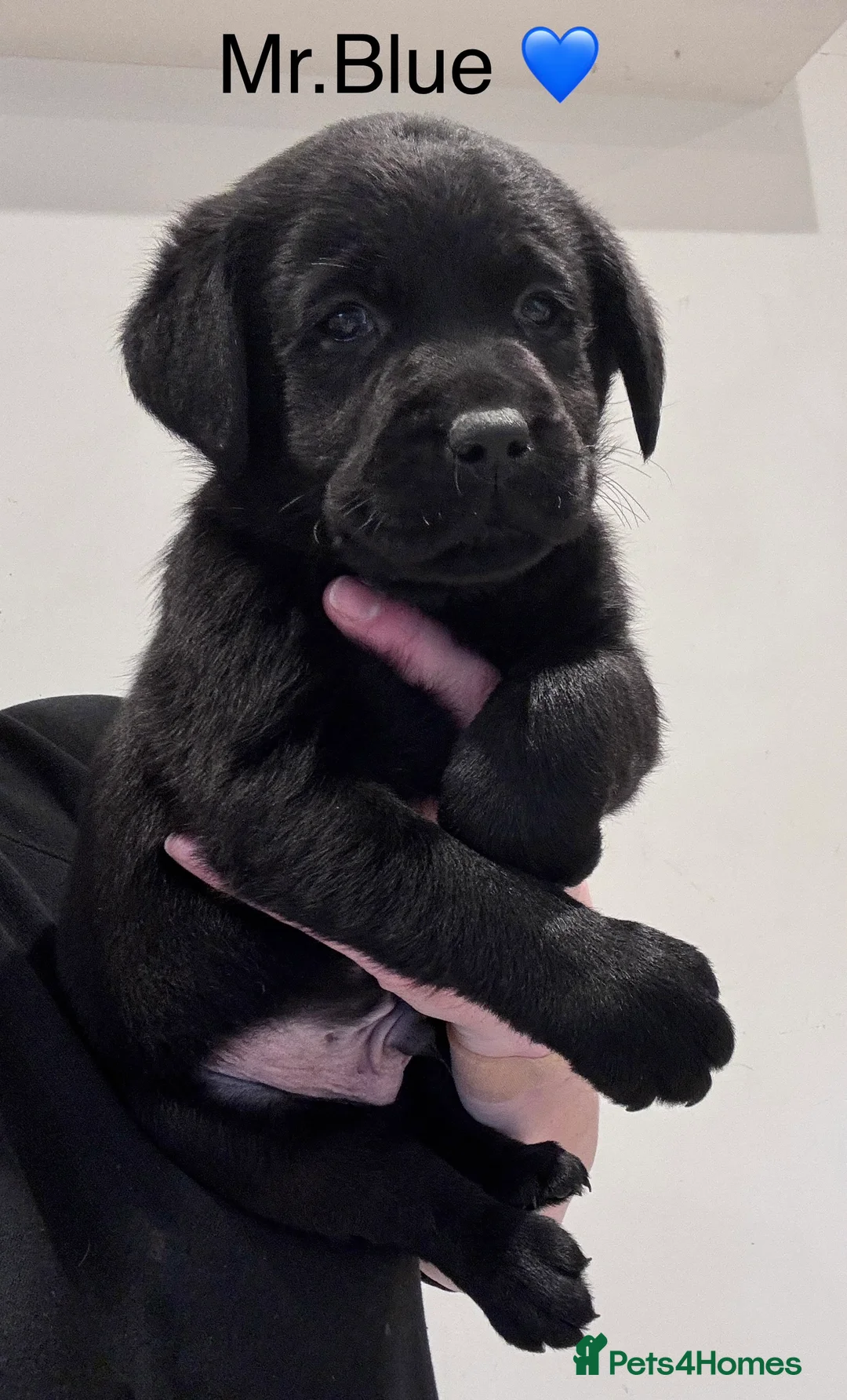 Labrador Retriever dogs for sale: Quality KC Registered Labrador Retriever Puppies - Advert 4