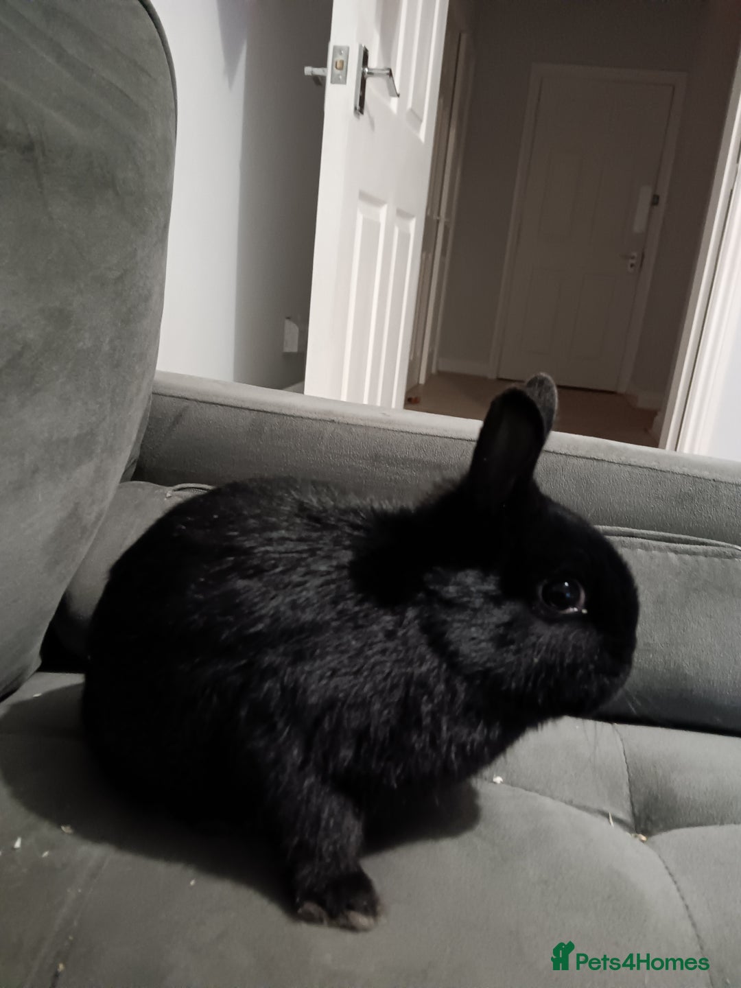 Netherland Dwarf rabbits for sale: Netherland dwarf ,,《show stock》 - Advert 1