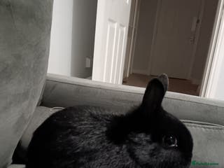 Netherland Dwarf rabbits Netherland dwarf ,,《show stock》 - Advert 6