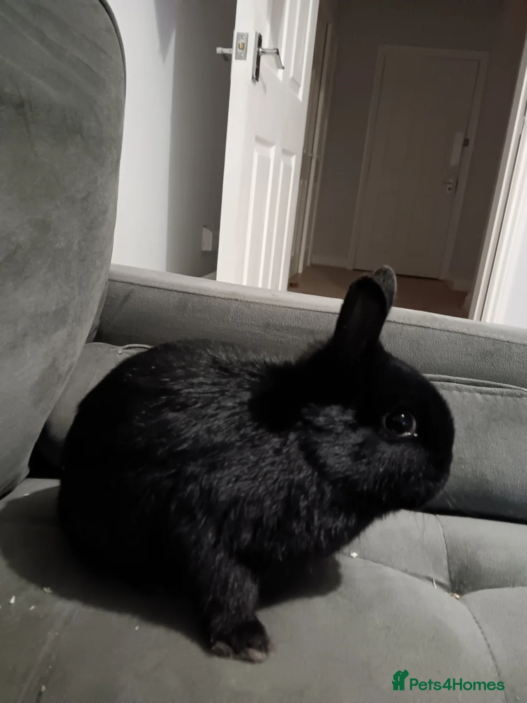 Netherland Dwarf rabbits for sale: Netherland dwarf ,,《show stock》 - Advert 1
