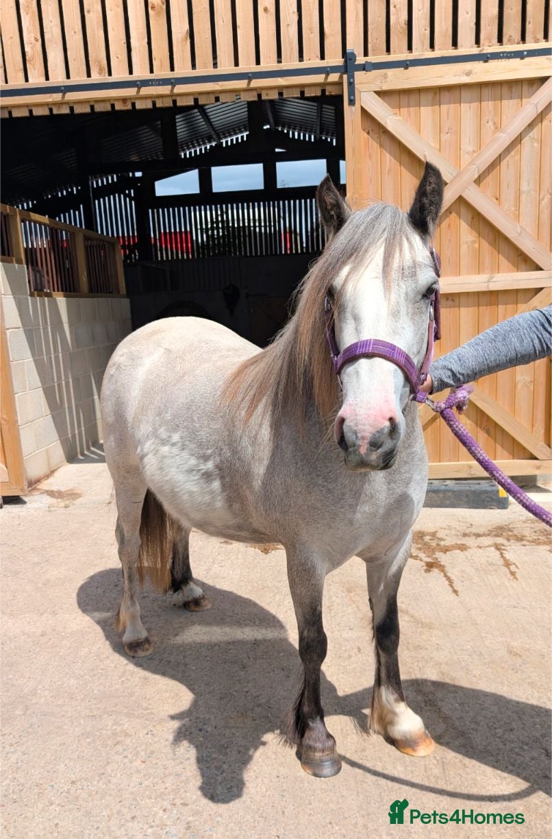 Welsh Section A horses Sky – 12.2hh, 4-Year-Old Grey Roan Mare - Advert 10