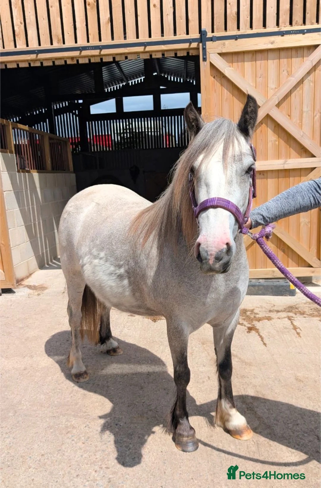 Welsh Section A horses for sale: Sky – 12.2hh, 4-Year-Old Grey Roan Mare in Bradford - Advert 1