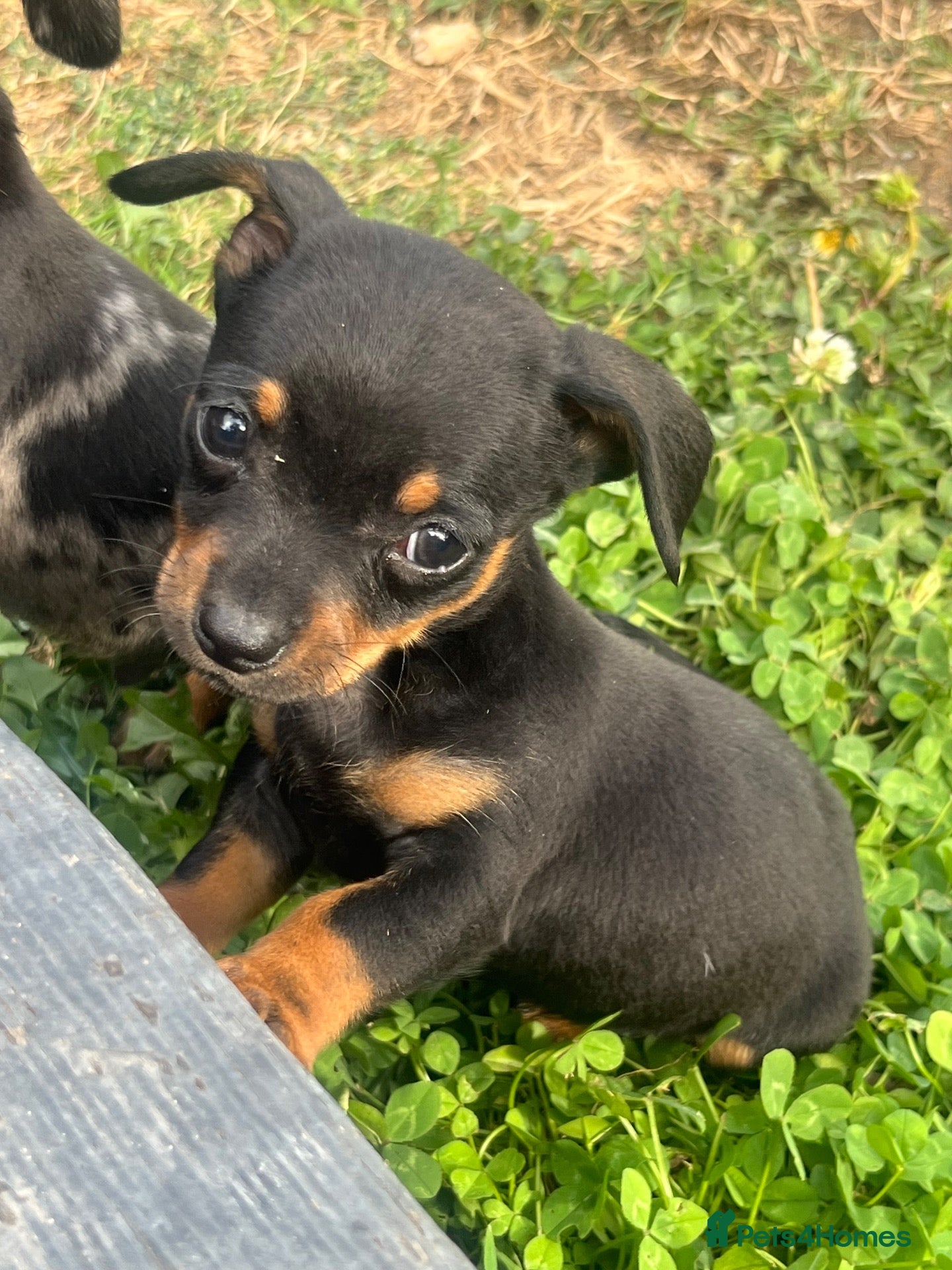 Chiweenie dogs 🌸 Beautiful Chiweenie Puppies 🌸 - Advert 2
