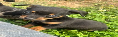 Chiweenie 2
