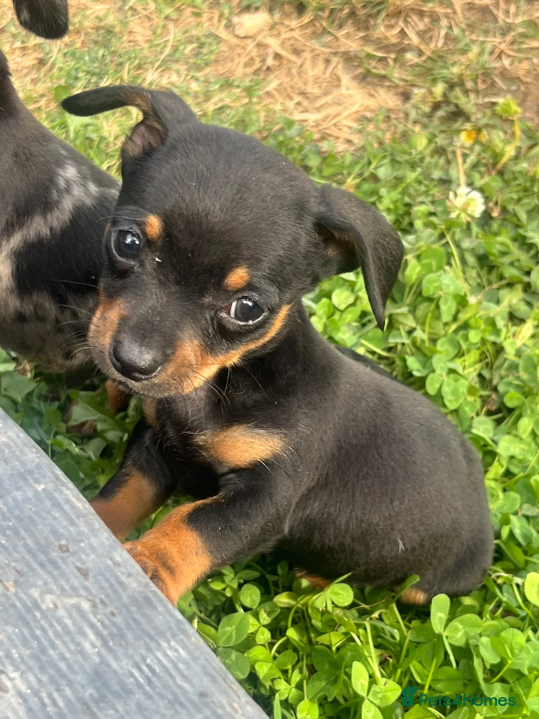 Chiweenie dogs for sale: 🌸 Beautiful Chiweenie Puppies 🌸 - Advert 2