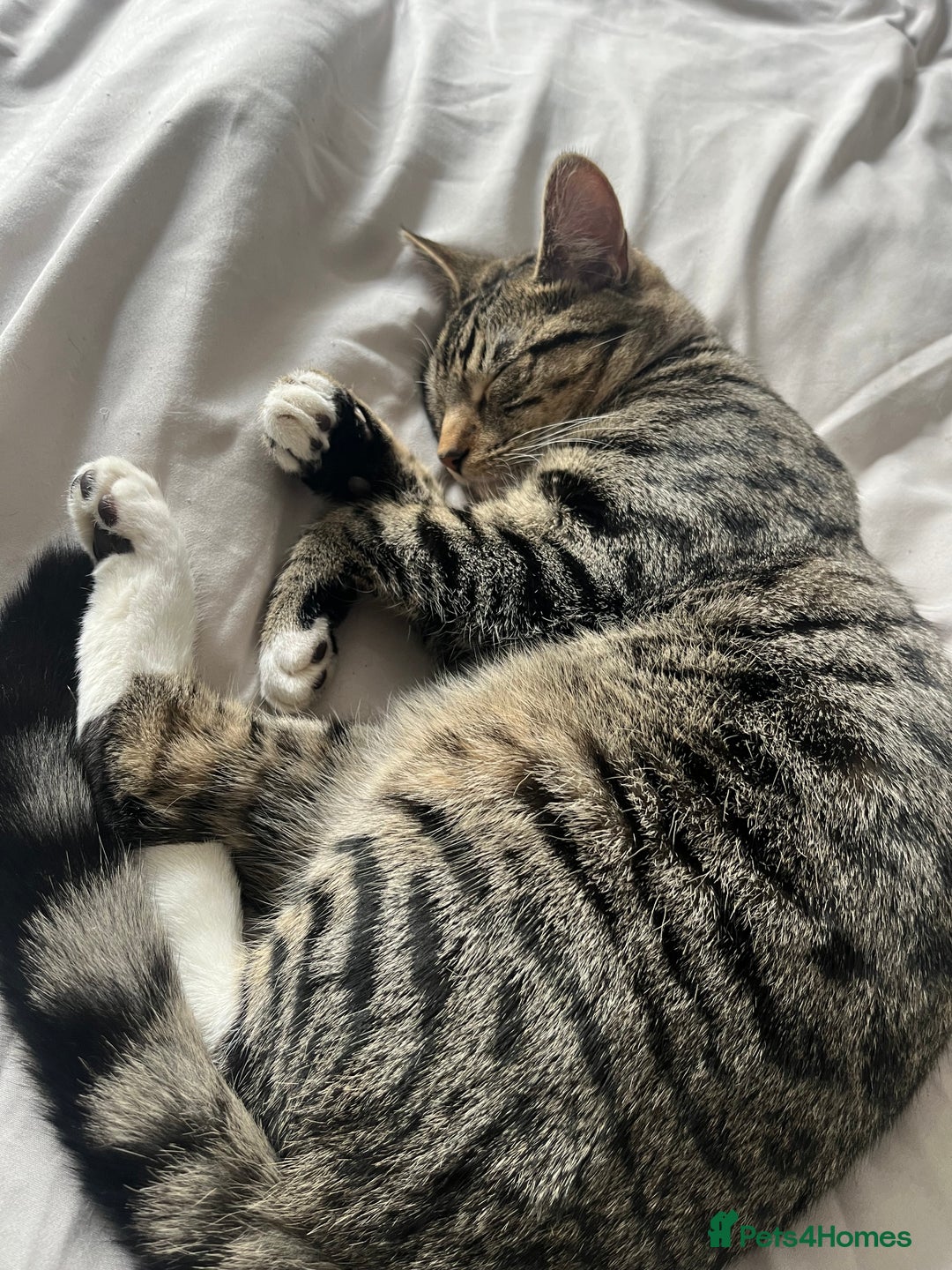 Mixed Breed cats for sale: Woody 1yr Old Lap Cat- Needs Rehoming - Advert 2