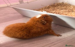 Guinea Pig rodents for sale: Guinea pig in need of a loving home  - Image 2