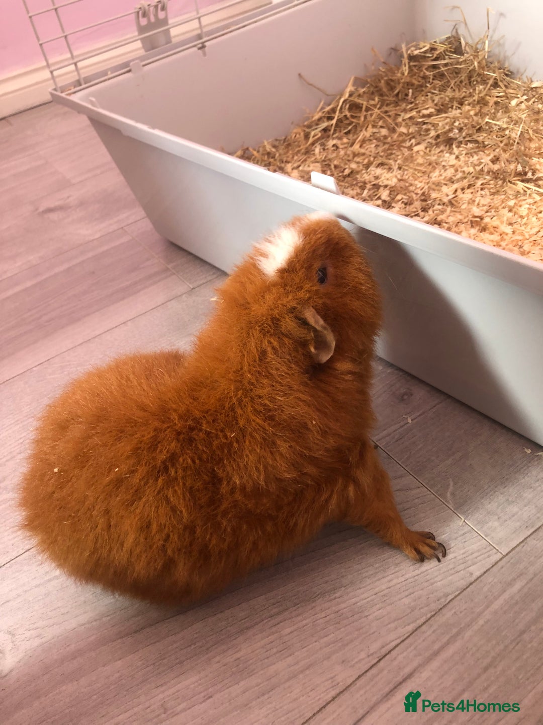 Guinea Pig rodents for sale: Guinea pig in need of a loving home  - Image 2