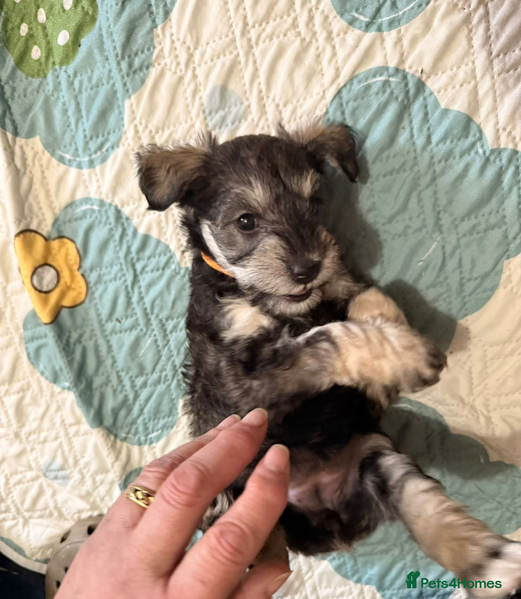 Schnoodle dogs 4 Beautiful loving, schnoodles - Advert 2