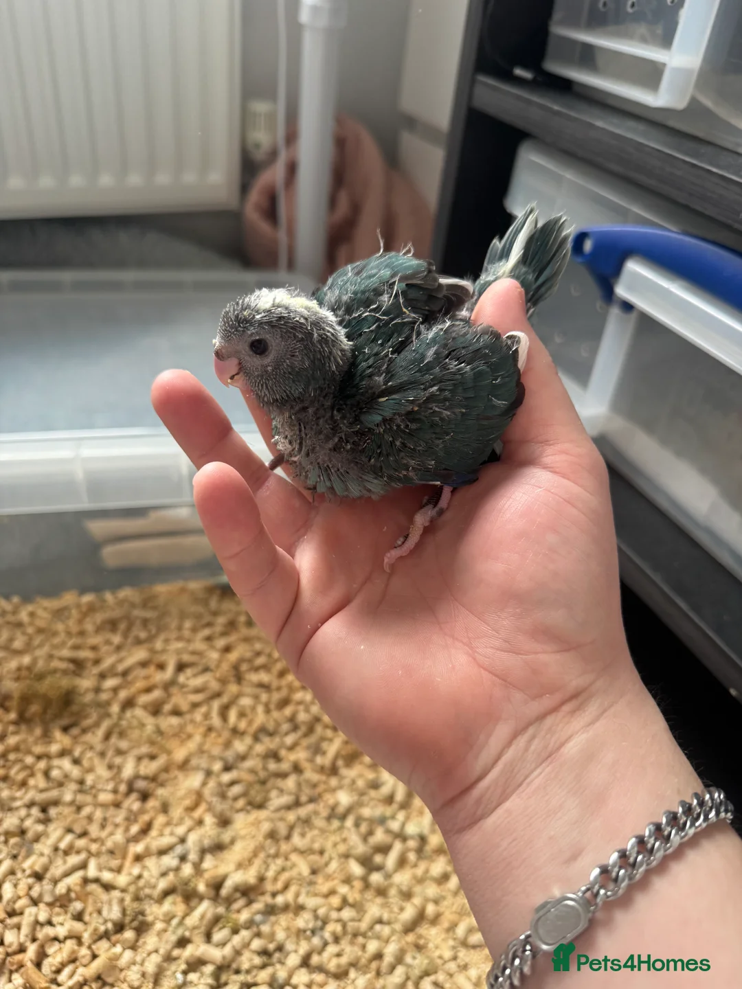 Parakeets birds for sale: Baby Hand reared Kakariki  - Advert 2