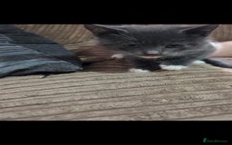Mixed Breed cats for sale: Kittens ready now  - Image 9